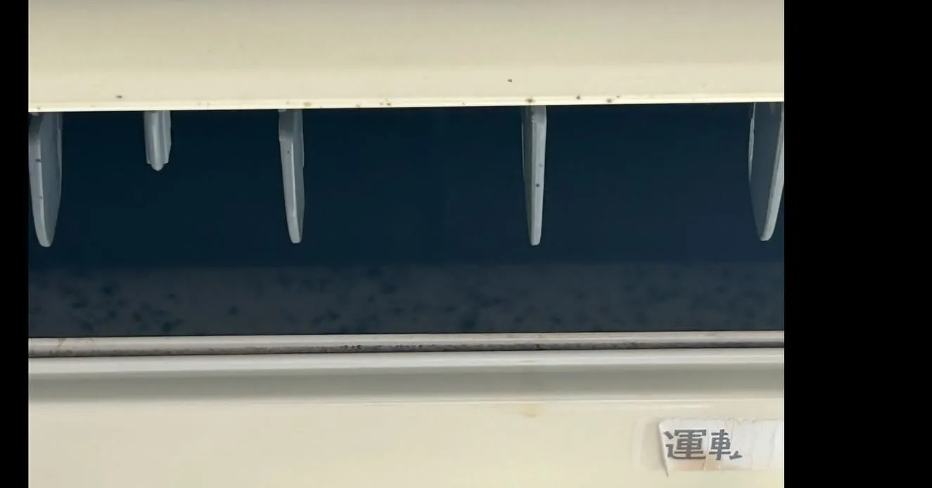 セミが鳴き始めました。