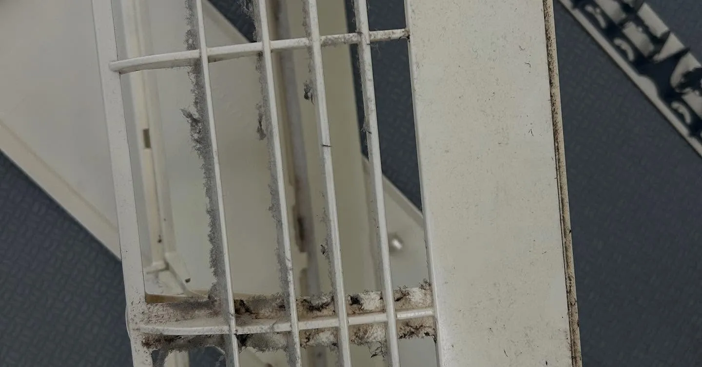 セミが鳴き始めました。