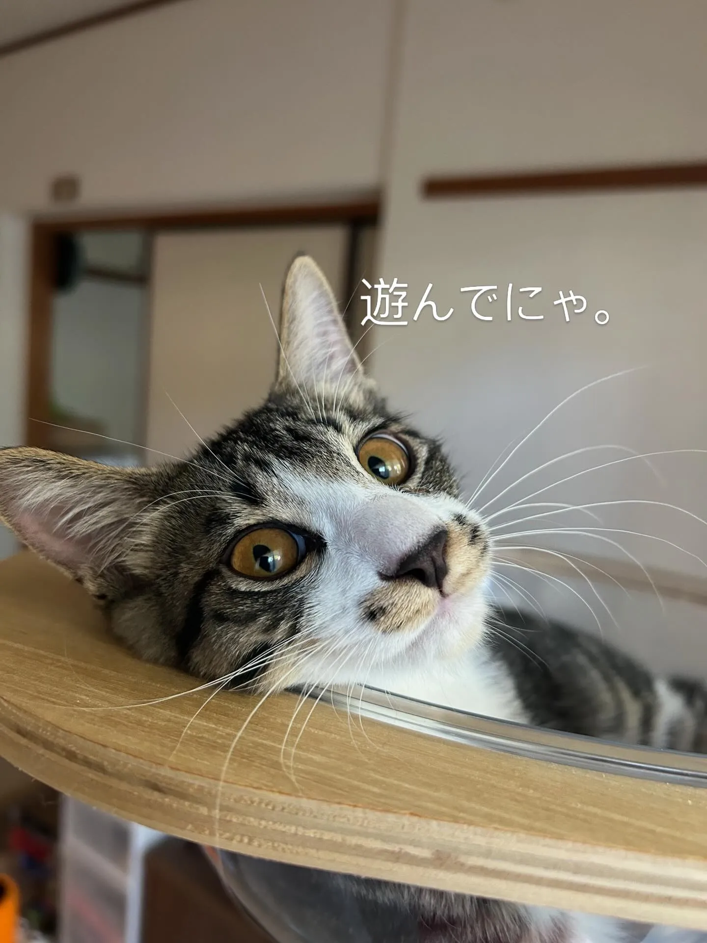 『犬は人につき　猫は家につく』