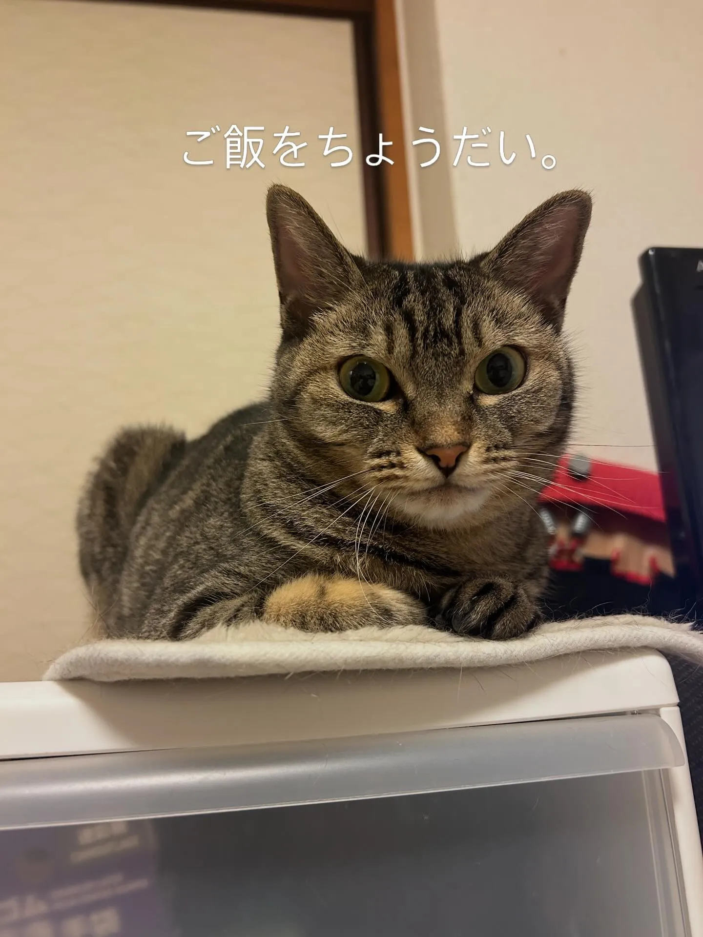 『犬は人につき　猫は家につく』