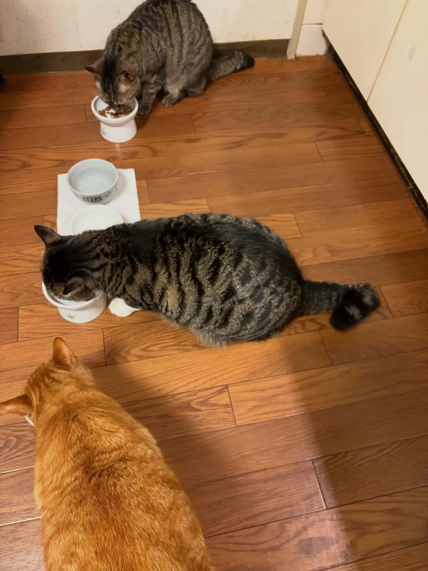 『犬は人につき　猫は家につく』