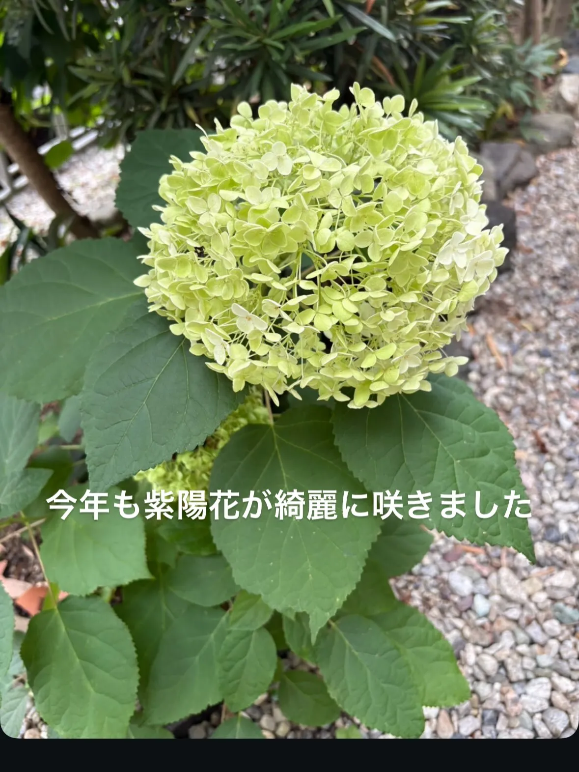 これから地獄のような猛暑のはじまり