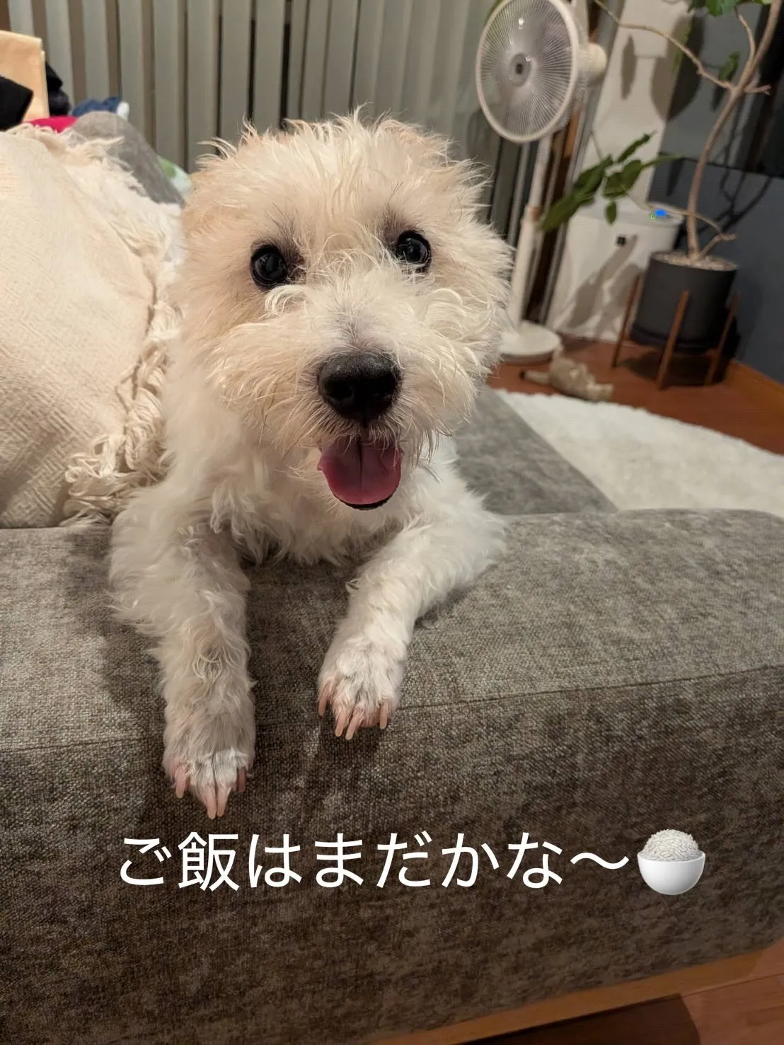 ペットは大切な家族です🐶(ネコ)