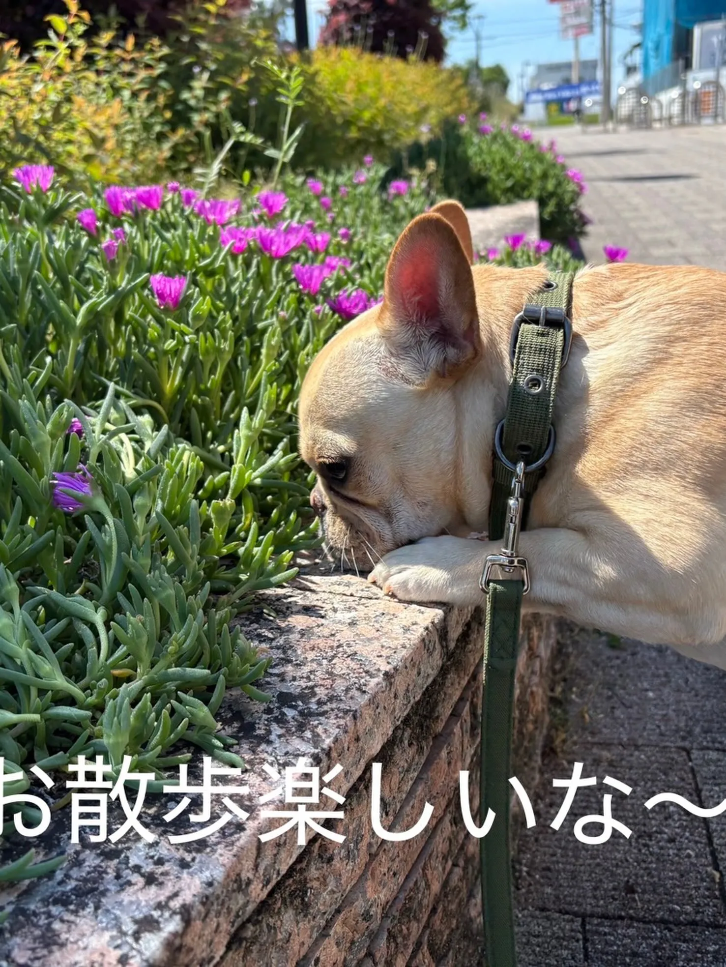 ペットは大切な家族です🐶(ネコ)