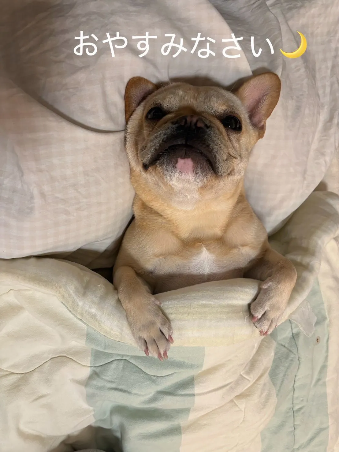ペットは大切な家族です🐶(ネコ)