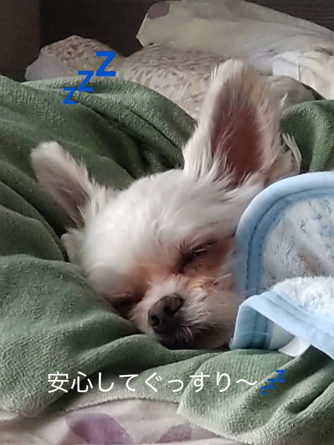 ペットは大切な家族です🐶(ネコ)