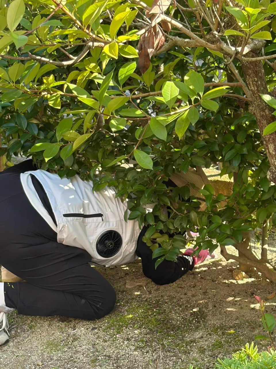 毎年この時期にお伺いしているお宅に草取りに行ってきました🌱